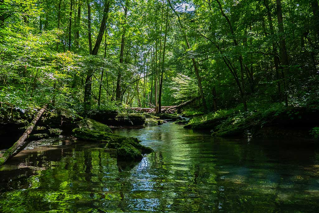 beautiful scenery river surrounded by greenery forest | Techlog.gr - Χρήσιμα νέα τεχνολογίας