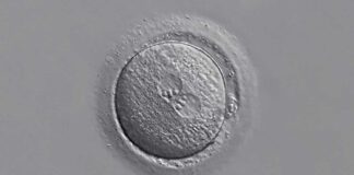 Επιστήμονες στο Cambridge άλλαξαν ένα μόνο γονίδιο σε ανθρώπινο έμβρυο και τα αποτελέσματα είναι σοκαριστικά!